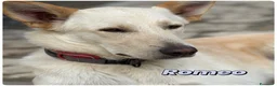 Meticcio cani in regalo: ROMEO 💙 zero divano. Mille avventure. a Provincia di Parma - Annuncio 3