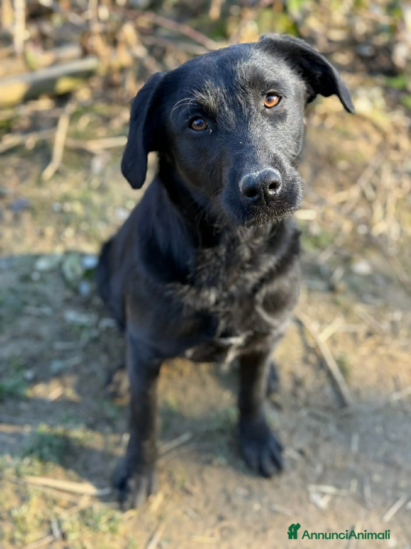 Meticcio cani ESME, cucciolona nera dalla dolcezza sconfinata. - Annuncio 2