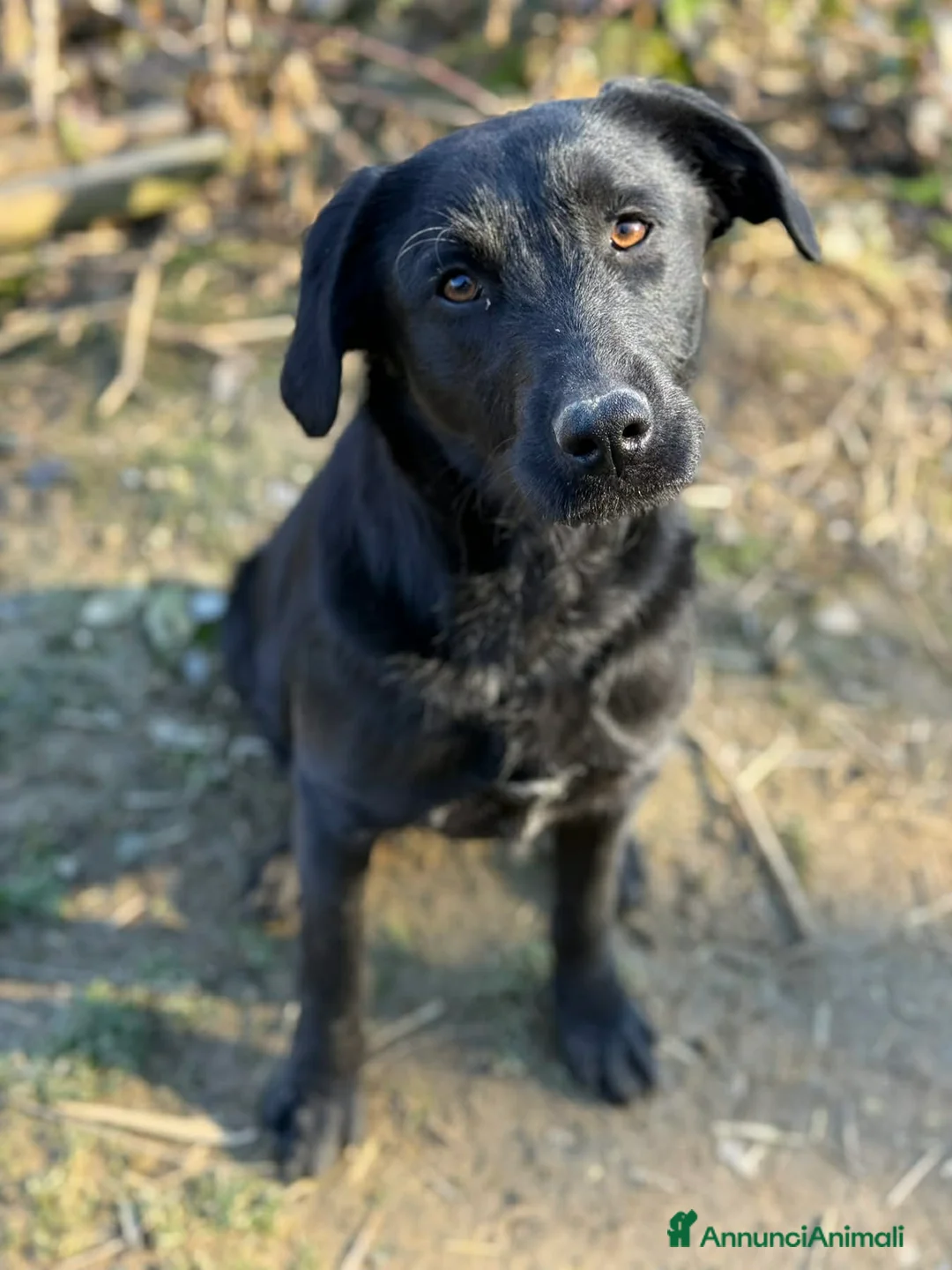 Meticcio cani in regalo: ESME, cucciolona nera dalla dolcezza sconfinata. - Annuncio 2