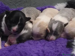 Border Collie cani Border collie - Annuncio 3