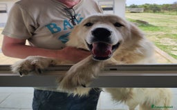 Meticcio cani in regalo: Patrick, il capolavoro! a Città Metropolitana di Bari - Immagine 12
