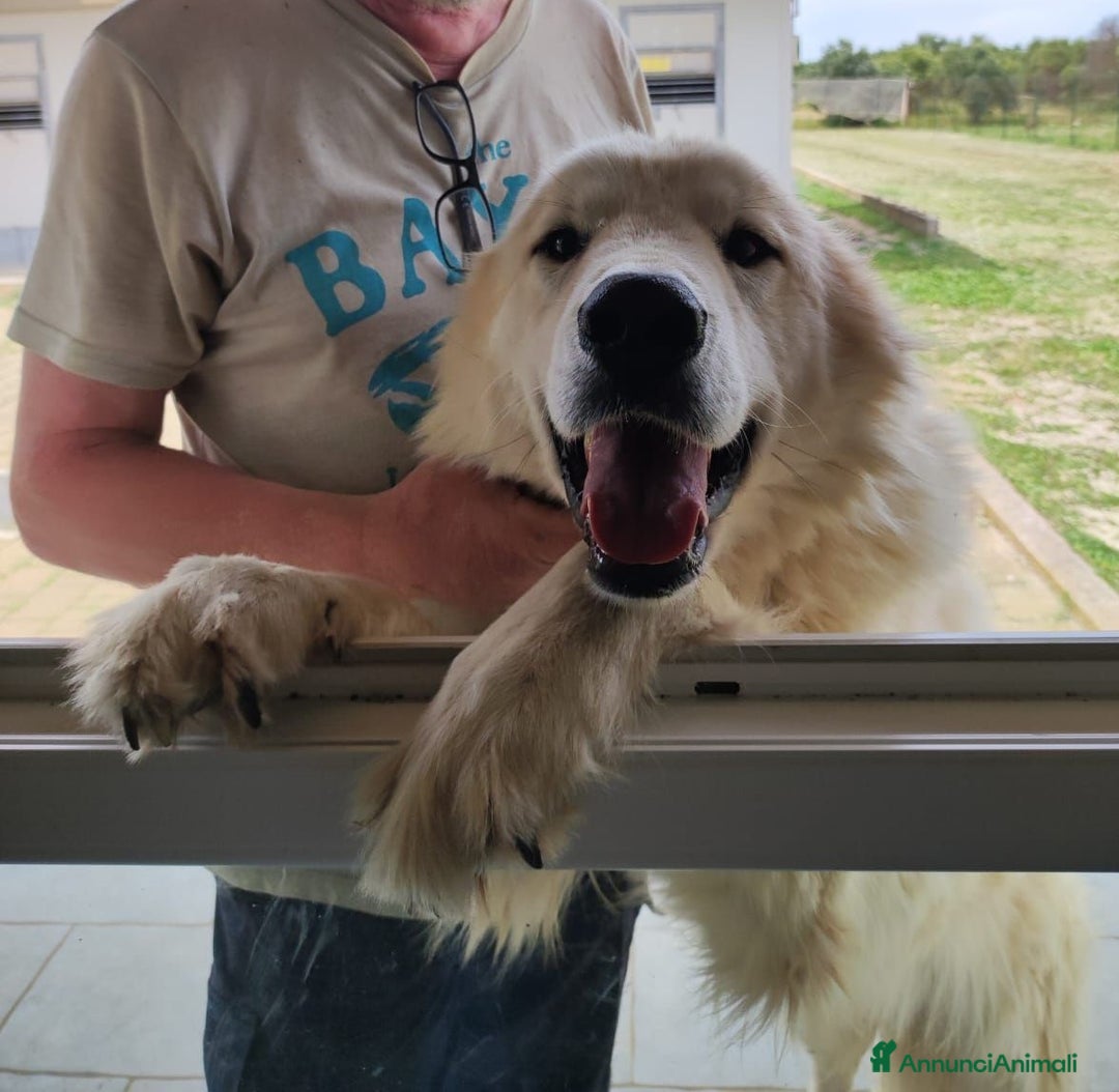 Meticcio cani in regalo: Patrick, il capolavoro! a Città Metropolitana di Bari - Immagine 12