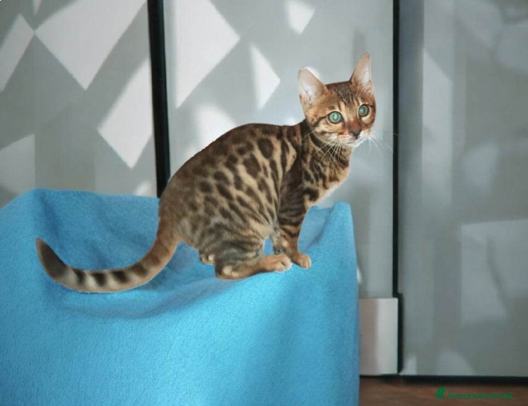 Bengala gatti Cuccioli gatto Bengala  - Annuncio 1