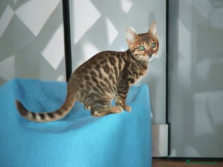 Bengala gatti Cuccioli gatto Bengala - Annuncio 1