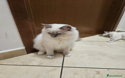 Ragdoll gatti in vendita: Ragdoll blu mitted a Provincia di Brescia - Immagine 11