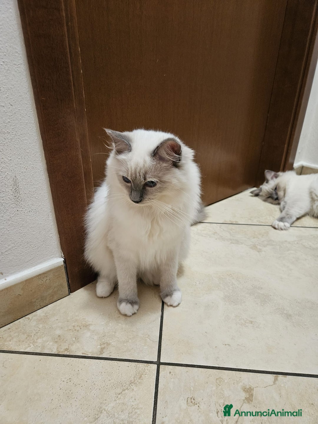 Ragdoll gatti in vendita: Ragdoll blu mitted a Provincia di Brescia - Immagine 11