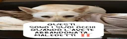 Meticcio cani in regalo: Femmina 3anni 8/9 in canile da mesi NAPOLI - Annuncio 7