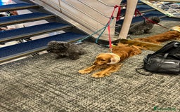 Cocker cani per accoppiamento: Lupin  a Città metropolitana di Palermo - Immagine 4