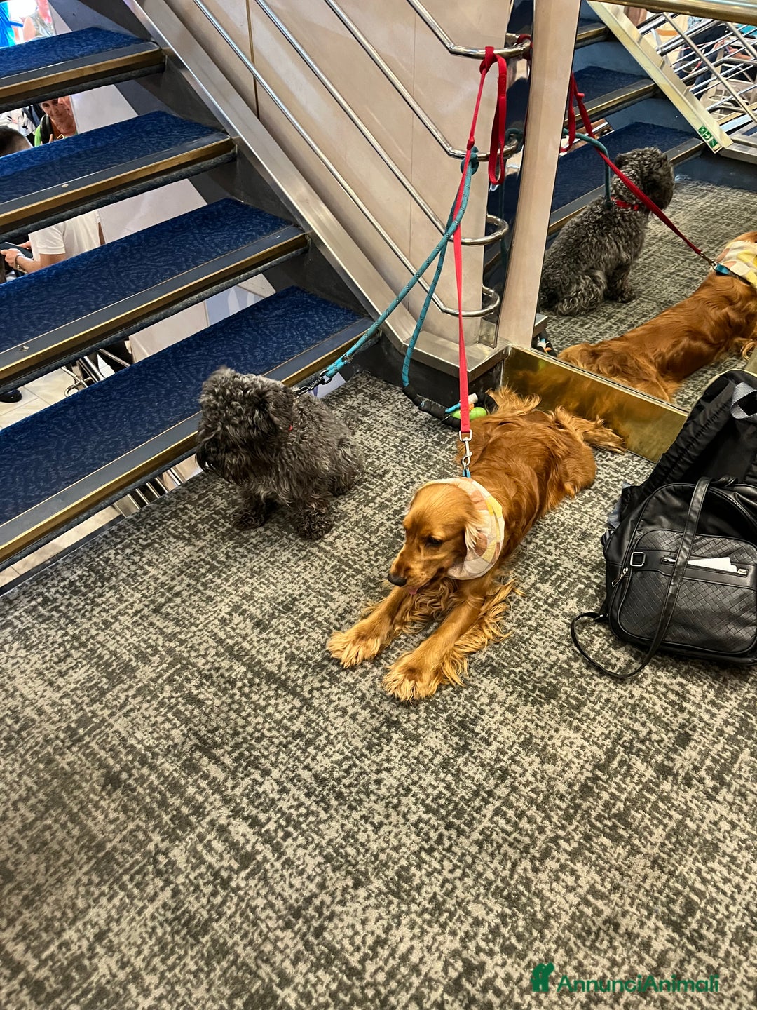 Cocker cani per accoppiamento: Lupin  a Città metropolitana di Palermo - Immagine 4