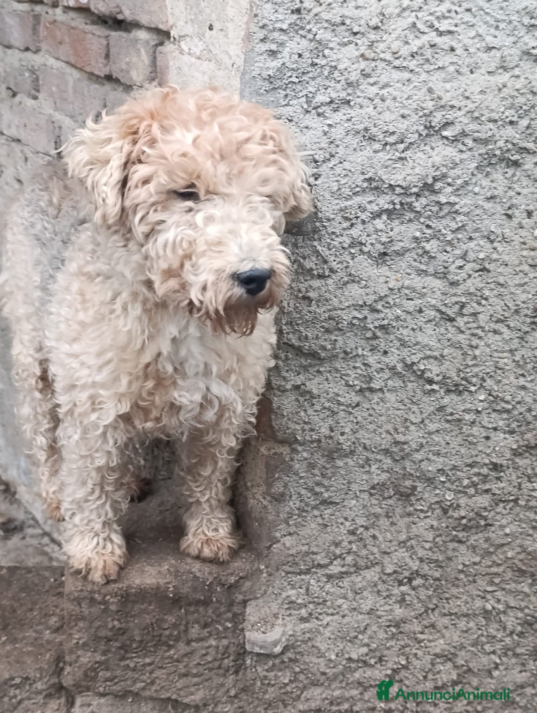 Lakeland Terrier cani in vendita: Lakeland terrier adulti a Province of Pavia - Annuncio 11