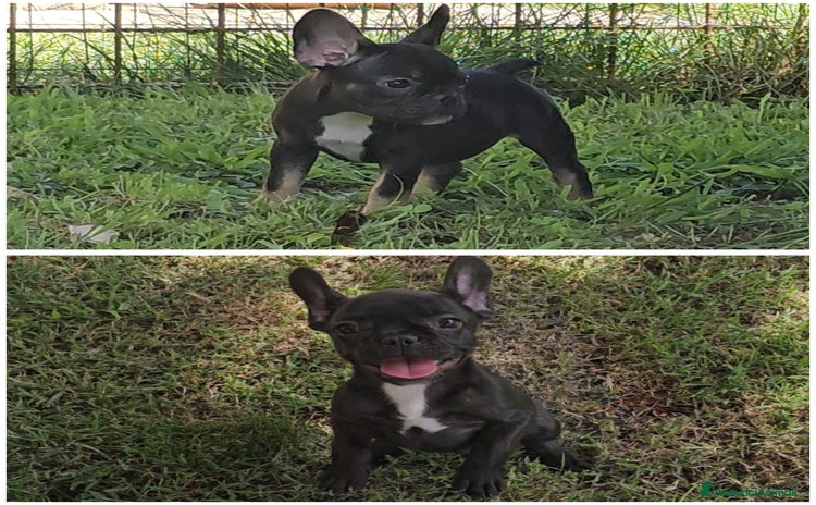 Bulldog Francese cani a Provincia di Vicenza - Annuncio 4