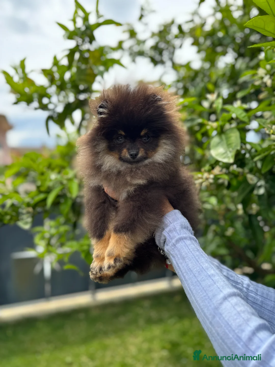 Spitz cani in vendita: SPITZ FEMMINA B&T - Annuncio 2