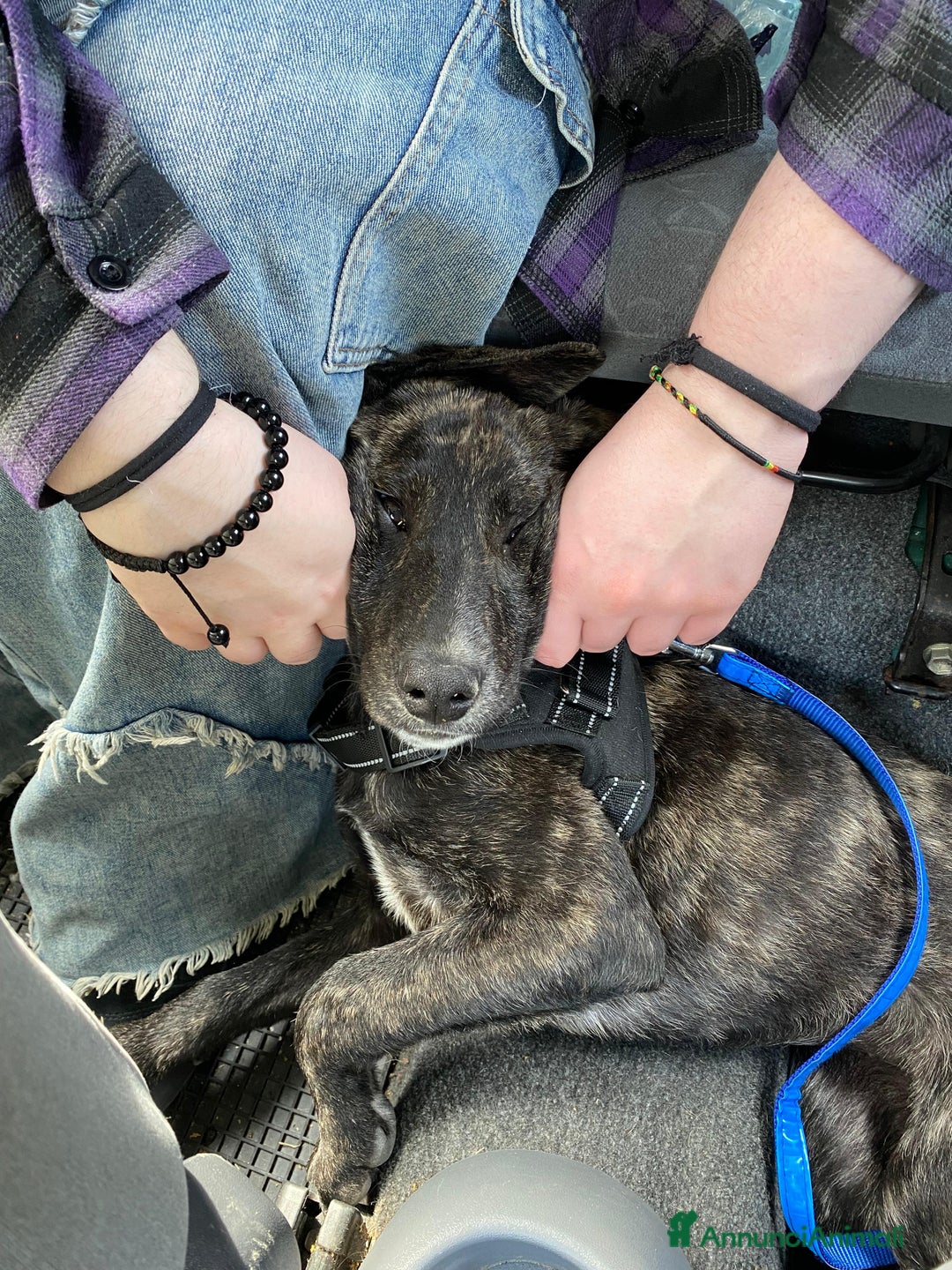 Meticcio cani in regalo: Dolce cucciola cerca casa amorevole - Annuncio 7