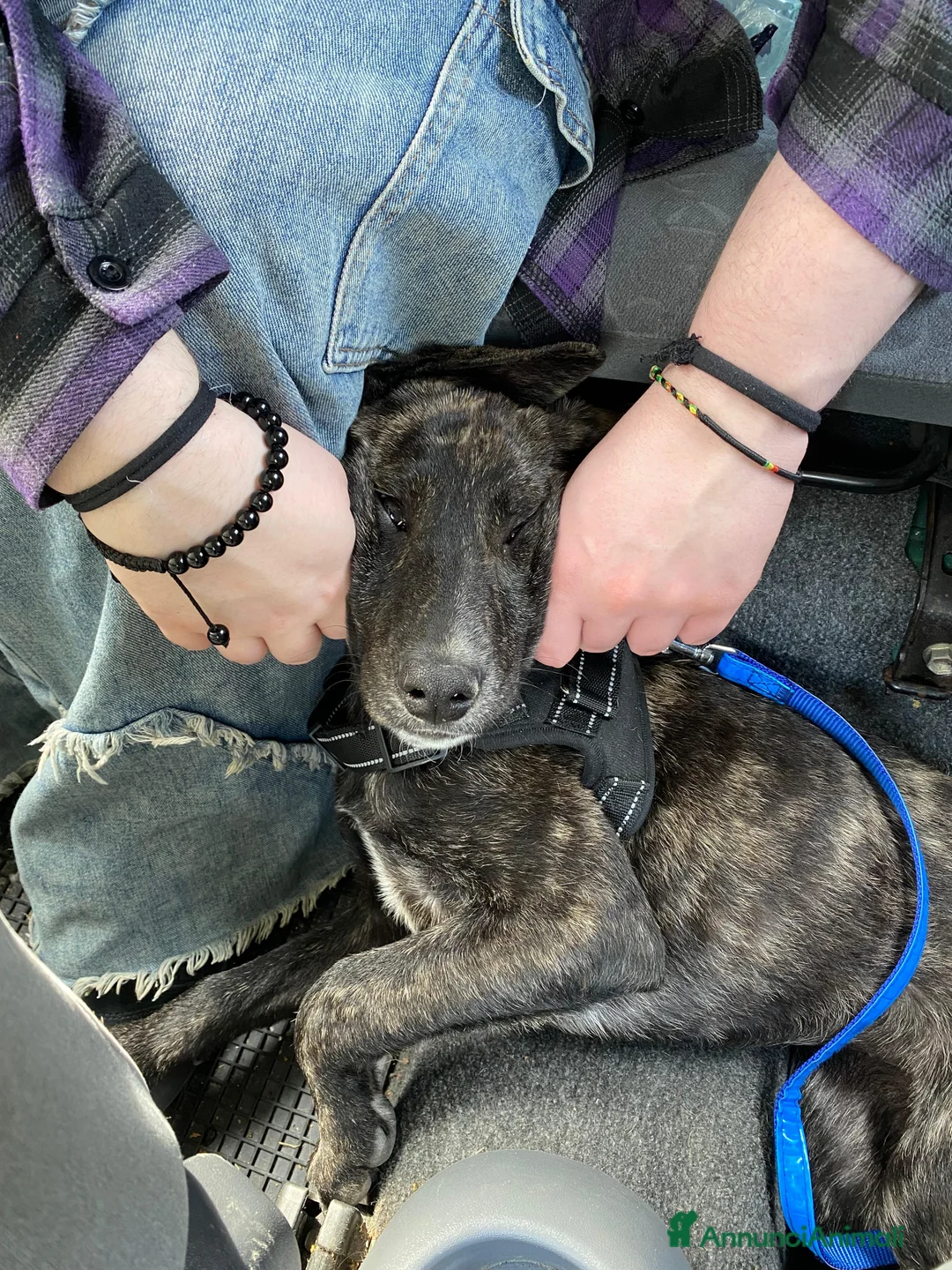 Meticcio cani in regalo: Dolce cucciola cerca casa amorevole - Annuncio 7