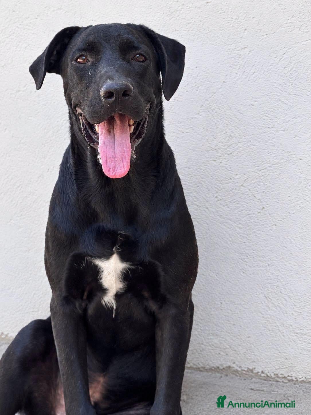 Meticcio cani Amos . - Annuncio 6