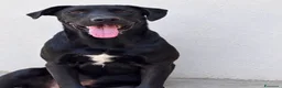 Meticcio cani in regalo: Amos . - Annuncio 1
