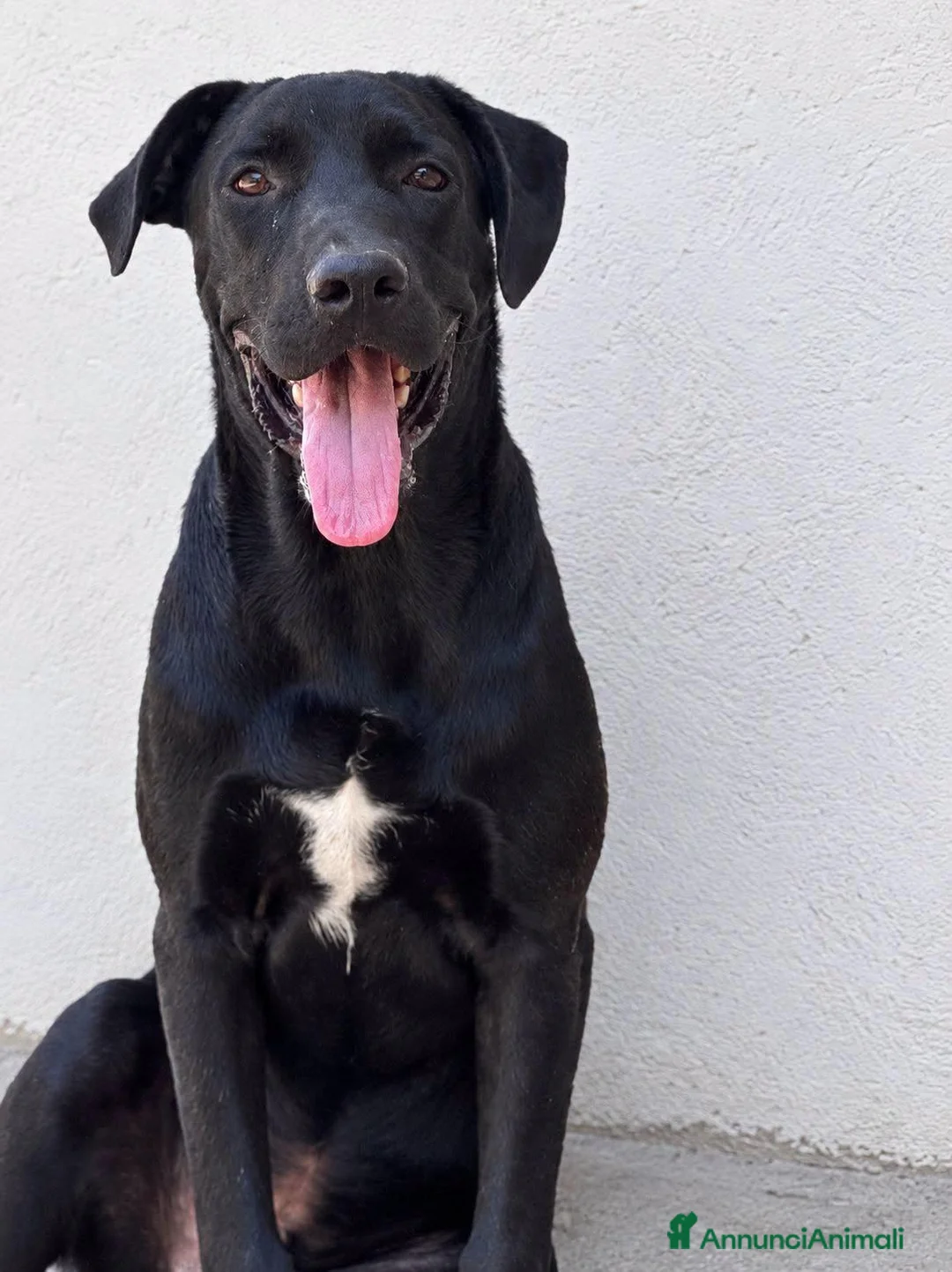 Meticcio cani in regalo: Amos . - Annuncio 1