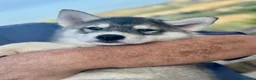 Husky cani in vendita: Cuccioli di Siberian husky  - Annuncio 3