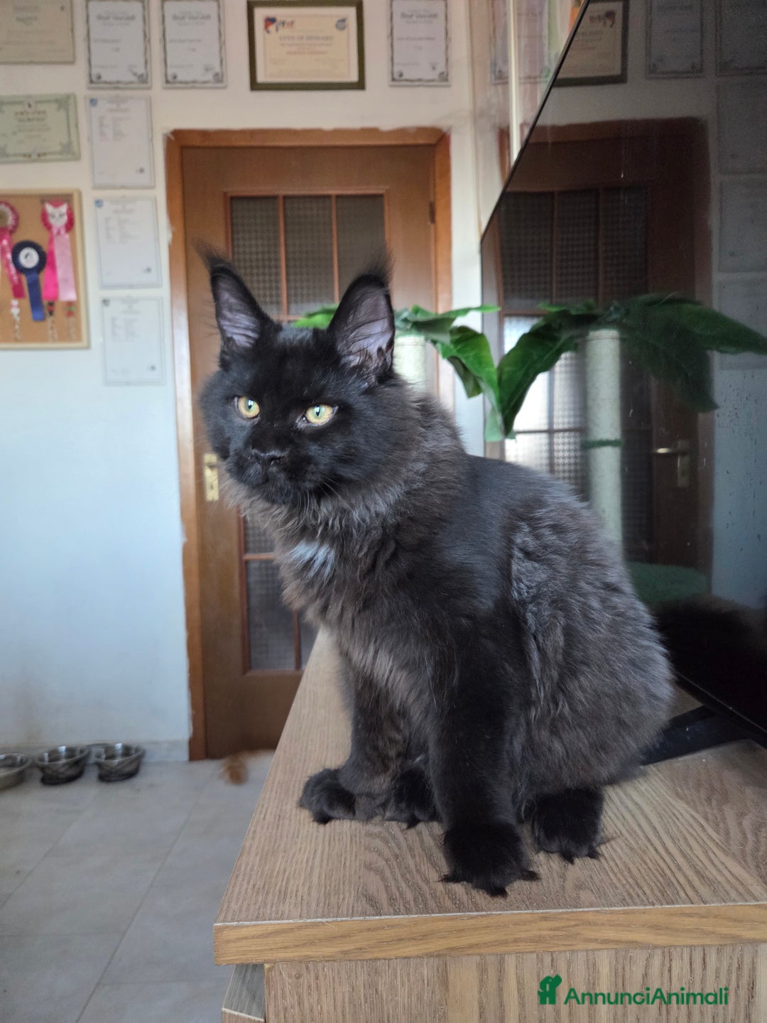 Maine Coon gatti in vendita: Ultimi 4 cuccioli Maine Coon - Annuncio 8