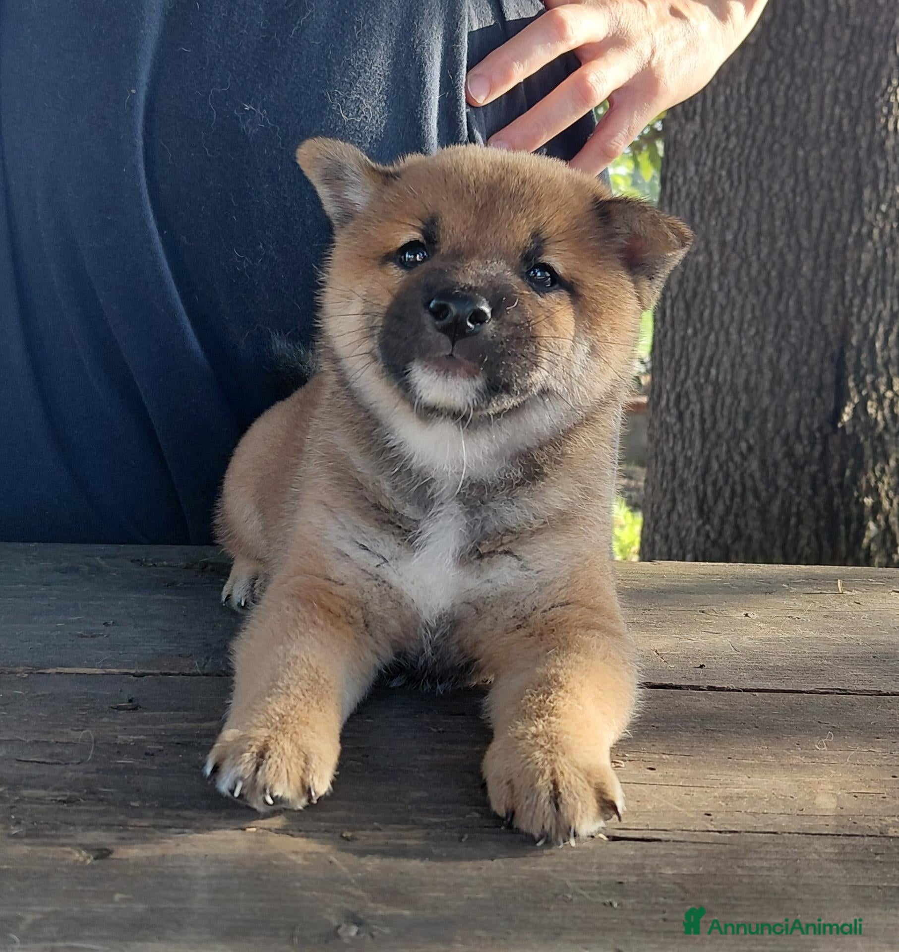 Shiba Inu cani in vendita: Cucciolo Shiba Inu - Annuncio 1