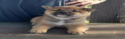 Shiba Inu cani in vendita: Cucciolo Shiba Inu - Annuncio 1