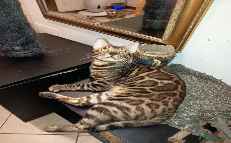 Bengala gatti - Annuncio 12