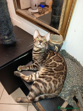 Bengala gatti - Annuncio 12