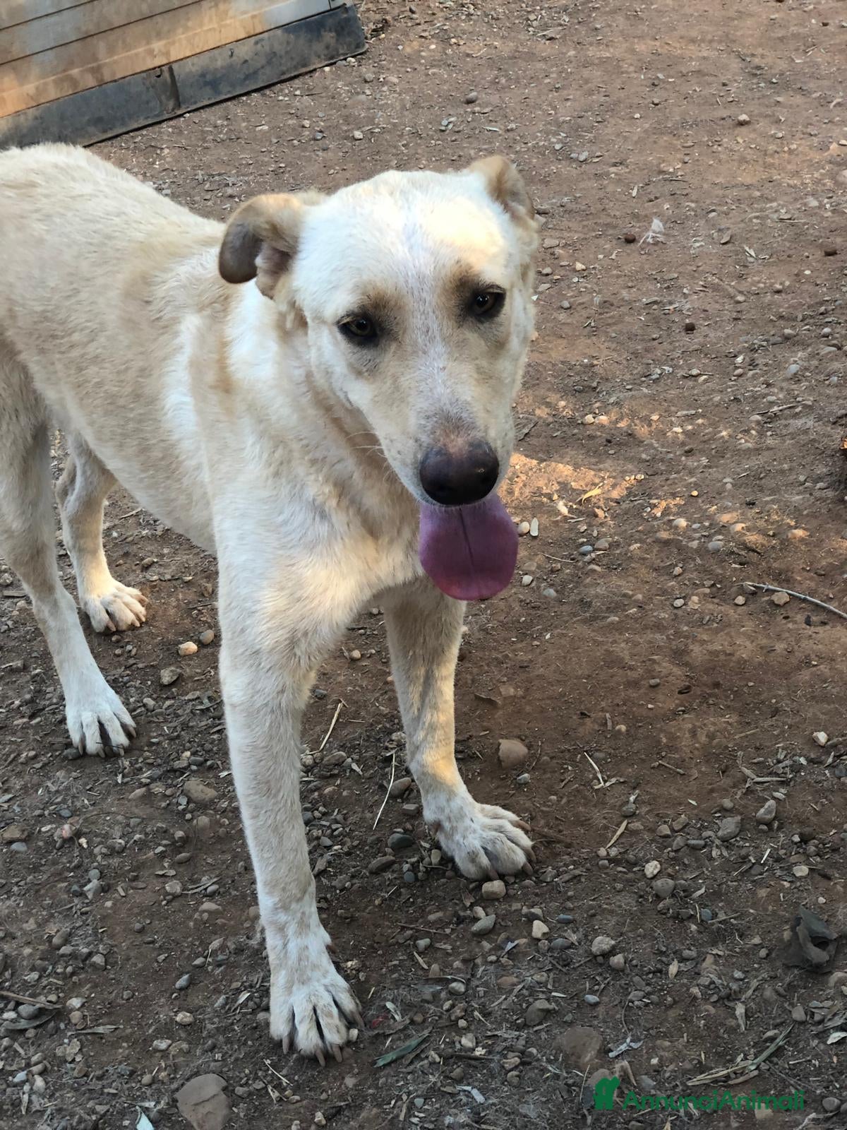 Meticcio cani Mix pastorina 2anni pelo chiaro,in canile.CALABRIA a Città metropolitana di Milano - Annuncio 40
