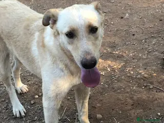 Meticcio cani Mix pastorina 2anni pelo chiaro,in canile.CALABRIA a Città metropolitana di Milano - Annuncio 40
