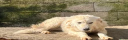 Meticcio cani in regalo: SOLE tranquillo e pacato a Provincia del Verbano-Cusio-Ossola - Annuncio 2