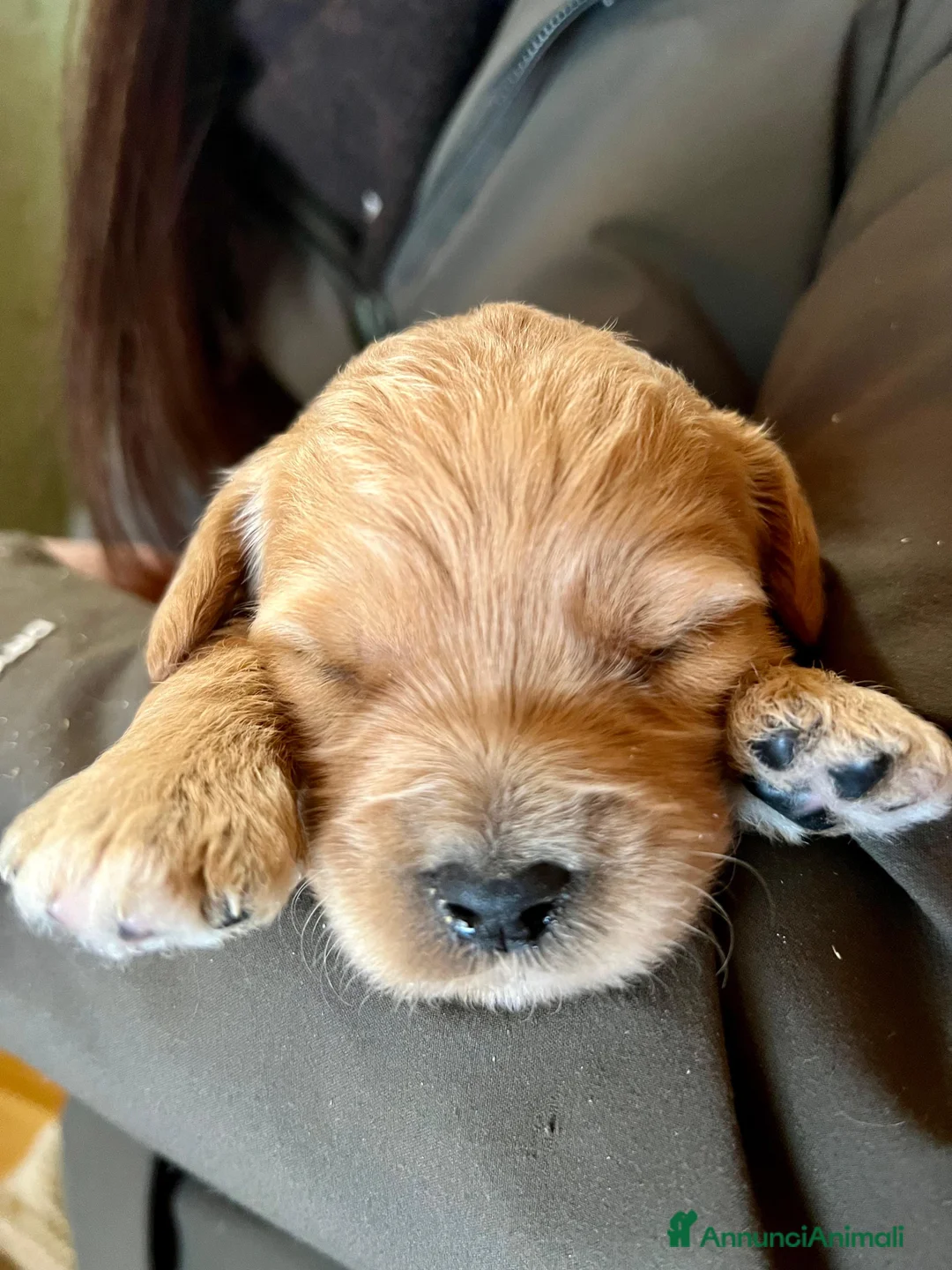 Meticcio cani in vendita: Goldendoodle cuccioli – carattere dolcissimo - Annuncio 1