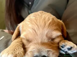 Meticcio cani Goldendoodle cuccioli – carattere dolcissimo - Annuncio 1