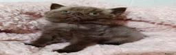 British gatti in vendita: British chocolate cucciola - Annuncio 6