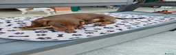 Bassotto cani in vendita: Bassotto - Annuncio 7