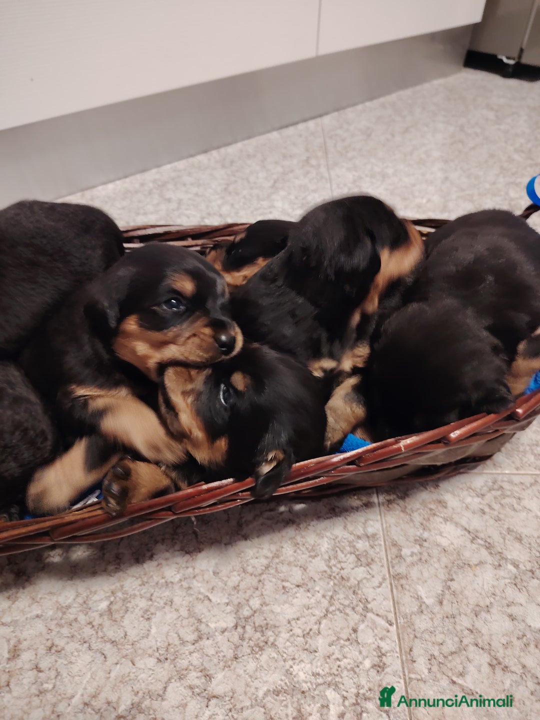 Meticcio cani in vendita: 🐶Cuccioli Rottweiler meticci - Annuncio 4