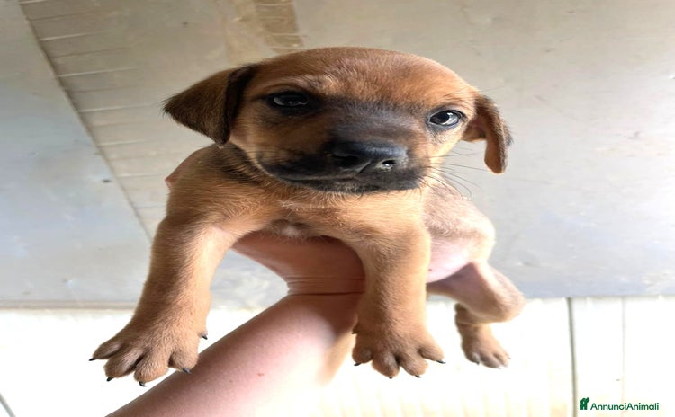 Akita Americano cani a Città metropolitana di Roma Capitale - Annuncio 1