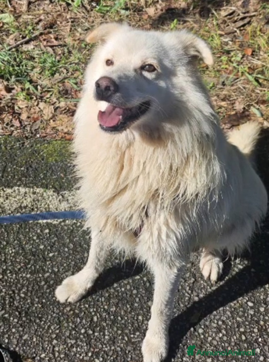Meticcio cani in regalo: Mix Pastore Svizzero 4anni tg media SOS NOVARA - Annuncio 1