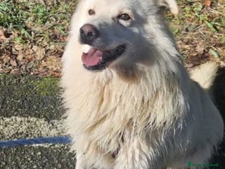 Meticcio cani Mix Pastore Svizzero 4anni tg media SOS NOVARA - Annuncio 2