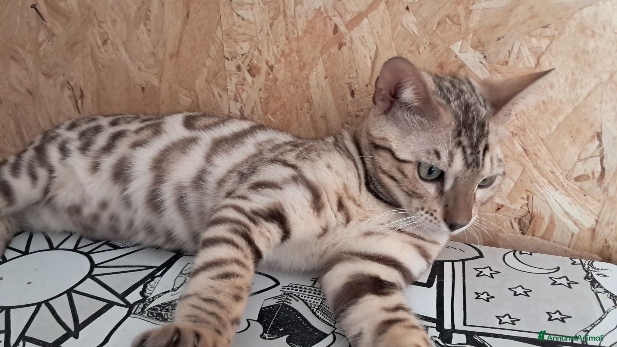 Bengala gatti Bengala cuccioli con pedegree - Annuncio 4