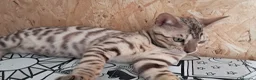 Bengala gatti in vendita: Bengala cuccioli con pedegree - Annuncio 1