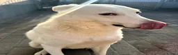 Meticcio cani in regalo: GENNA CERCA CASA - Annuncio 10