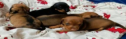 Bassotto cani in vendita: Cuccioli di bassotto nano  a Provincia di Salerno - Annuncio 3