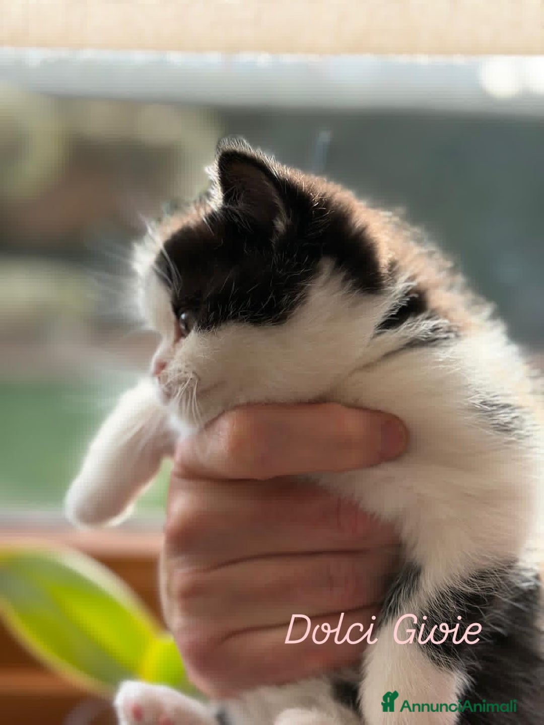 British gatti in vendita: British Shorthair bicolor black - Annuncio 11