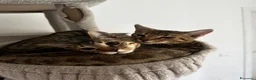 Bengala gatti in vendita: Cuccioli di bengala  - Annuncio 16