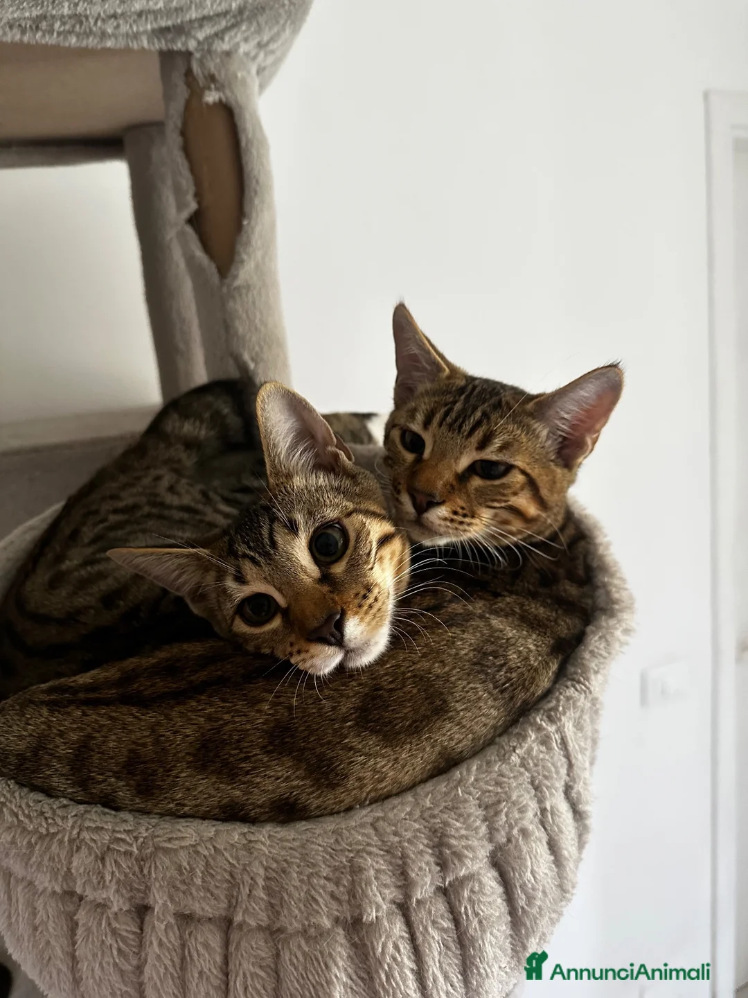 Bengala gatti in vendita: Cuccioli di bengala  - Annuncio 16