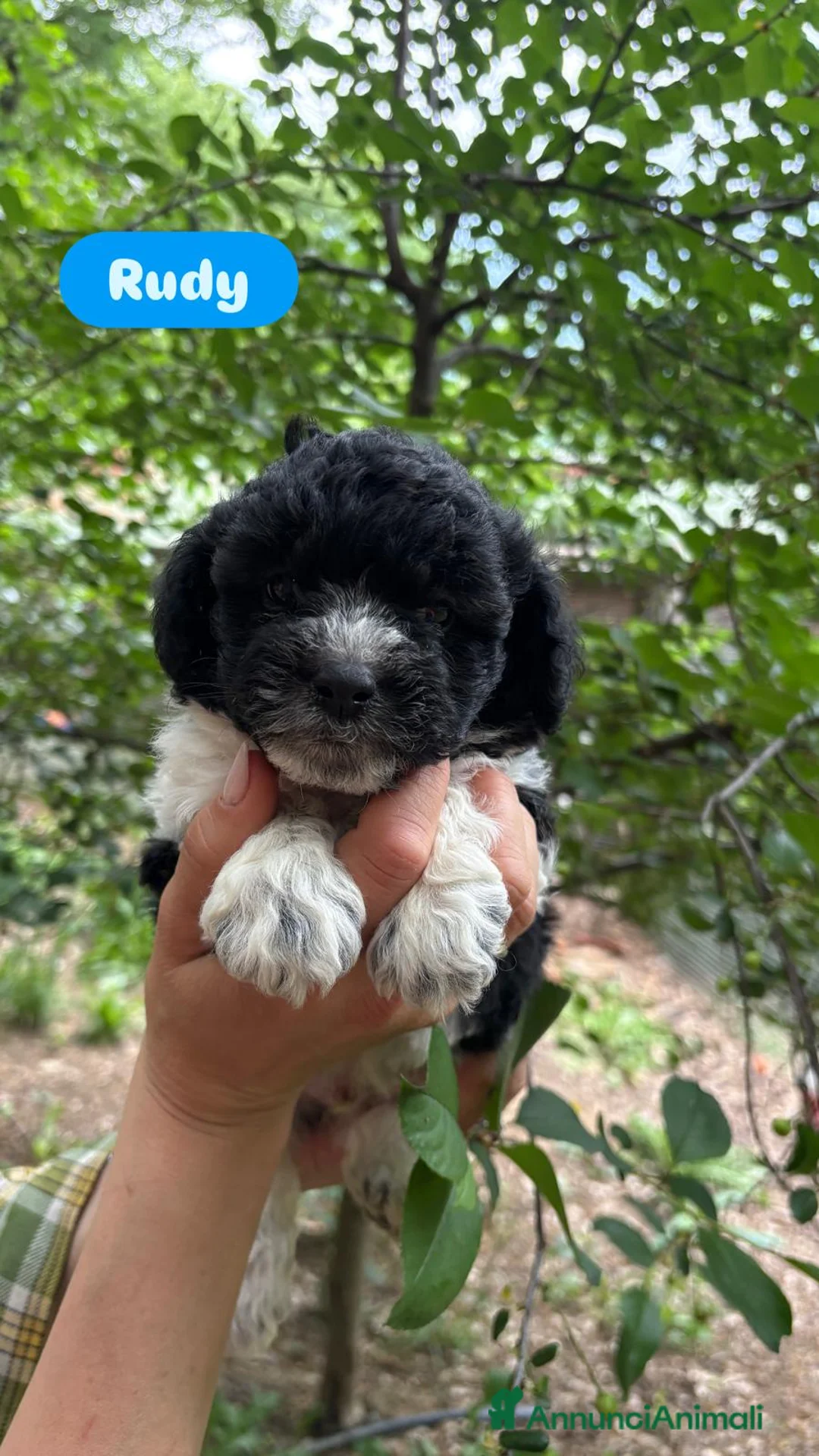 Maltipoo cani in vendita: maltipoo - Annuncio 5