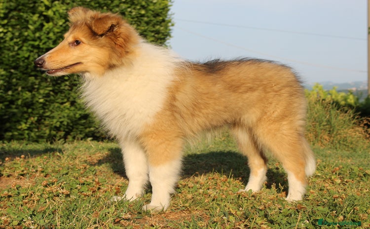 Collie cani a Province of Como - Annuncio 2