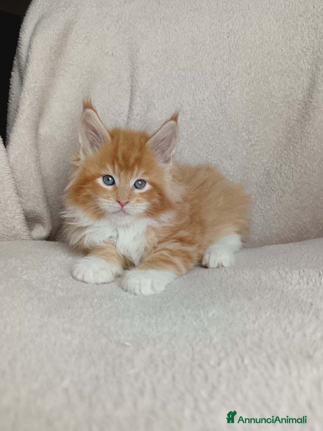 Maine Coon gatti in vendita: Cuccioli Maine coon pedigree FIFE  - Annuncio 1