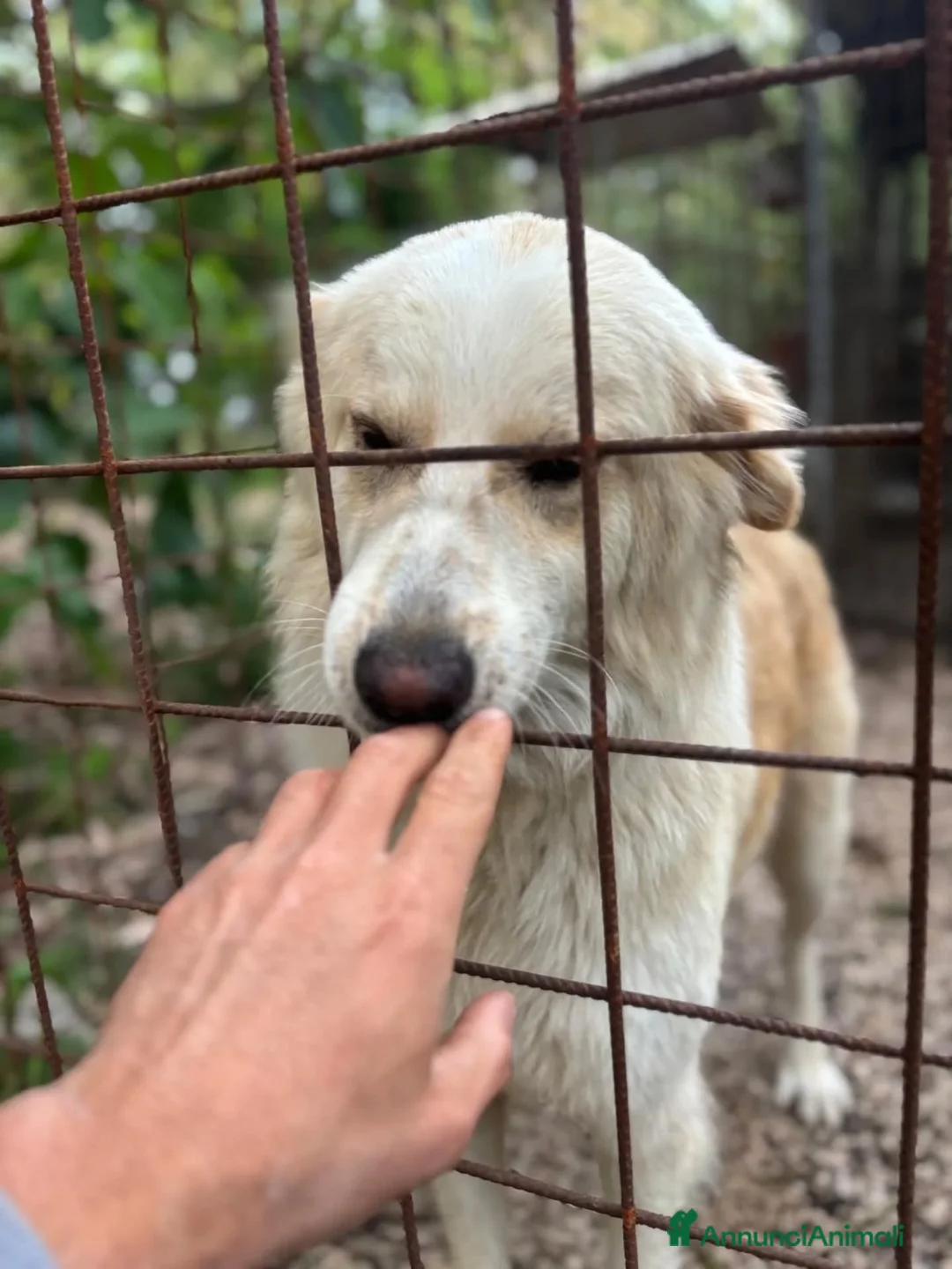 Meticcio cani in regalo: Fresia mix golden retriever cerca casa in adozione - Annuncio 2