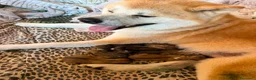 Akita Inu cani in vendita: Akita inu - Annuncio 1